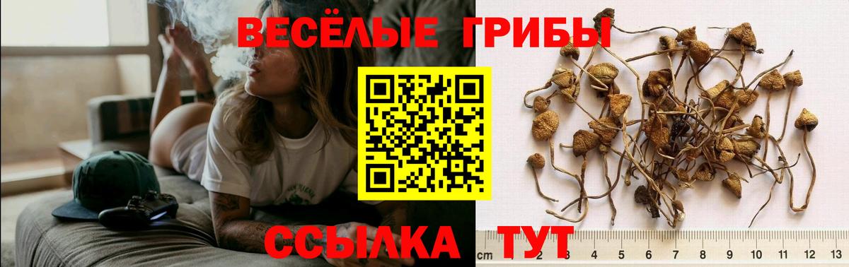 Карачаевск  Галлюциногенные грибы мицелий  Вход с VPN  Галлюциногенные грибы прущие грибы 